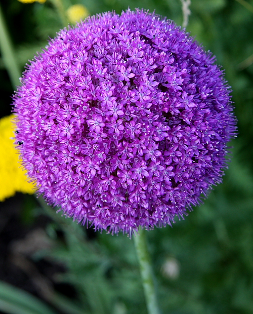 Schöne Blüte