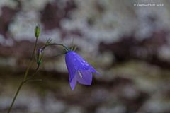 Schöne Blüte