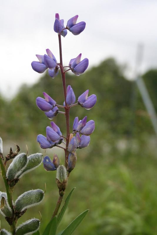 Schöne Blüte..