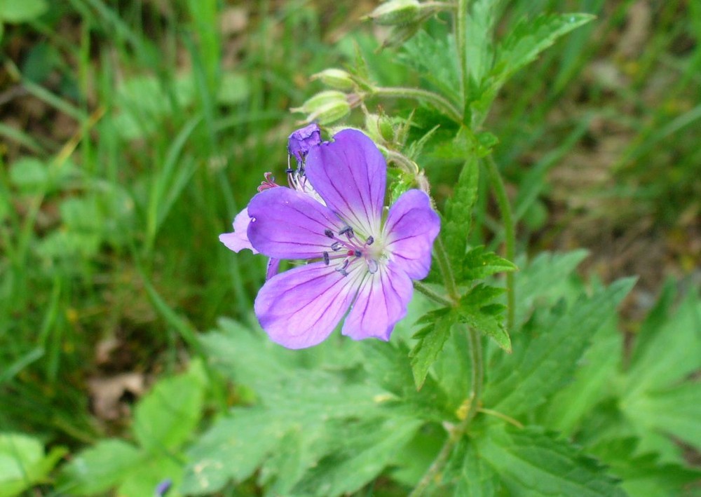 schöne Blüte