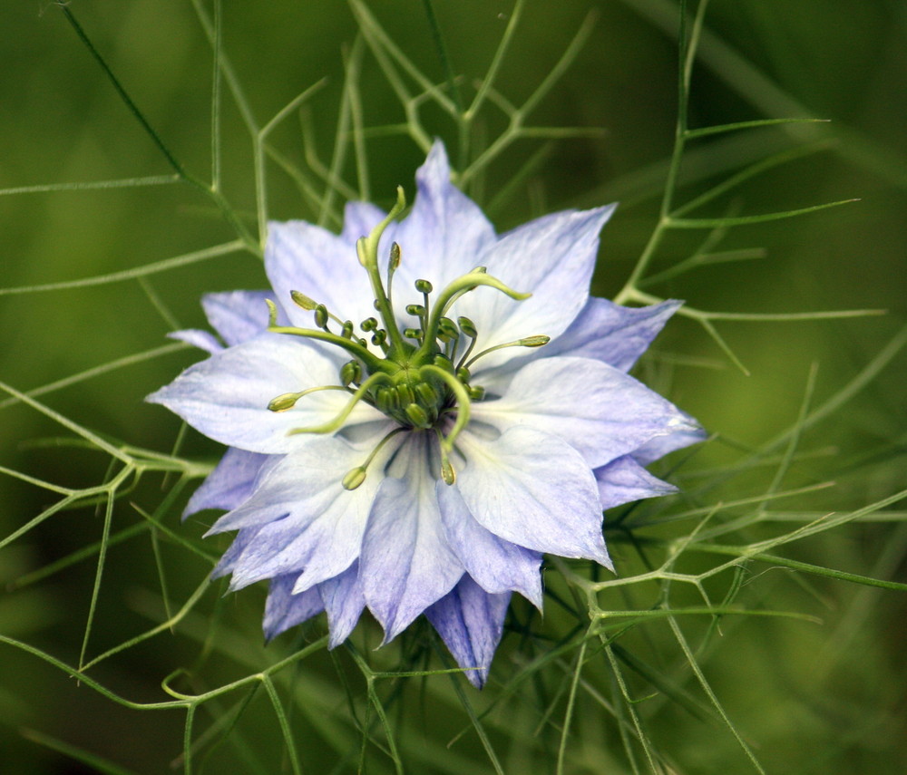 schöne Blüte