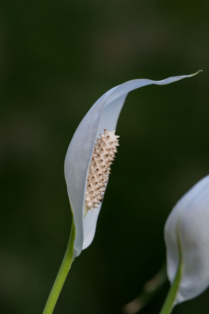 Schöne Blüte