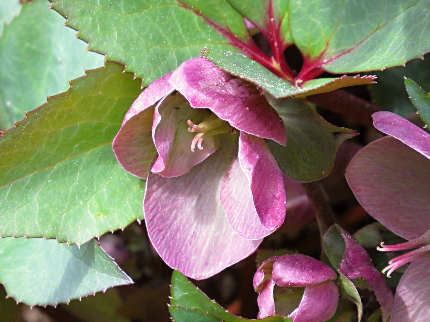 Schöne Blüte