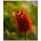 schöne Blüte im Botanischen Garten