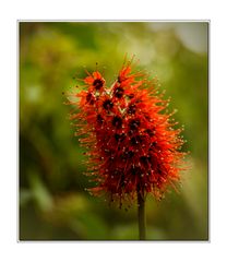 schöne Blüte im Botanischen Garten