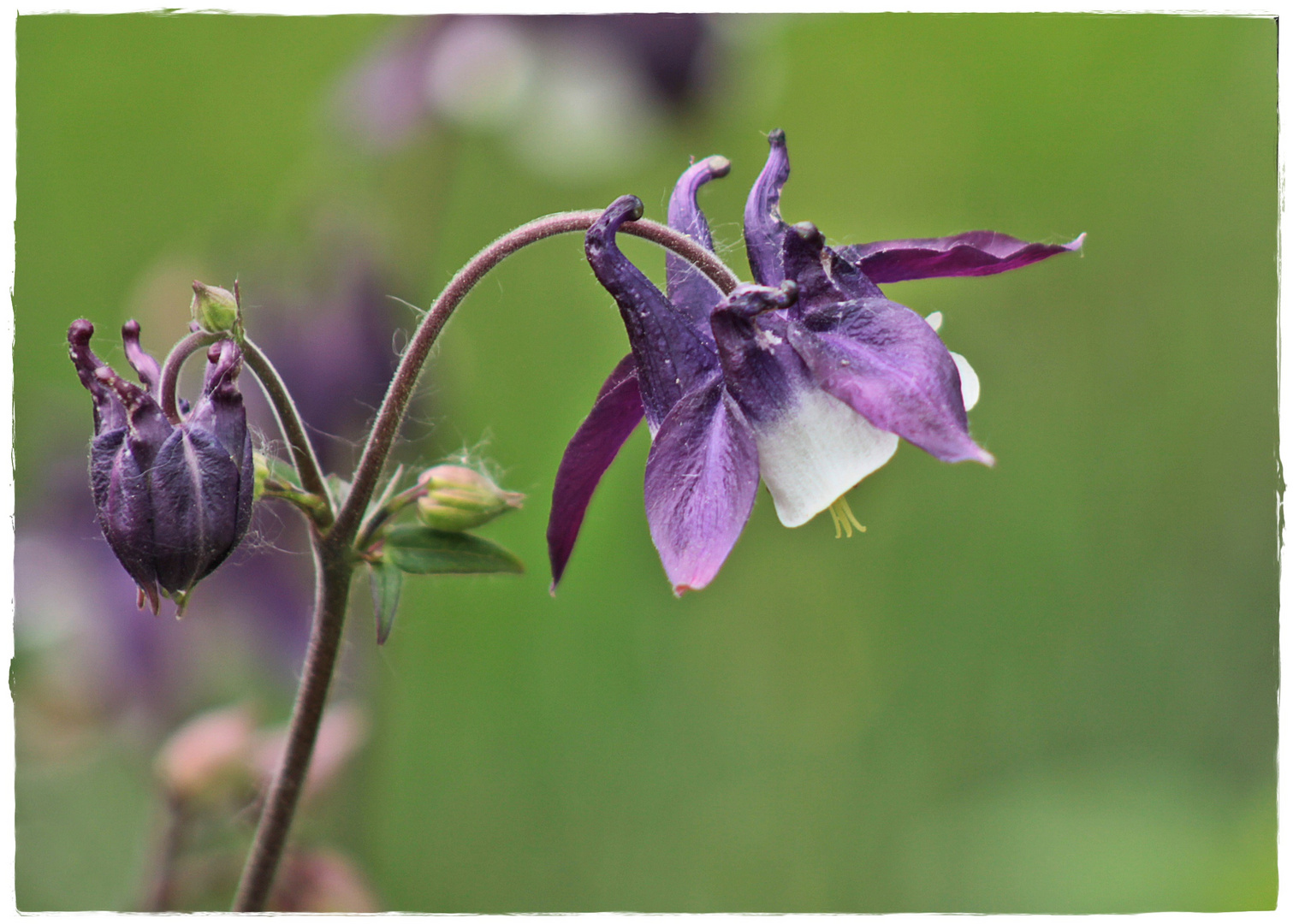 Schöne Blüte zum Sonntag