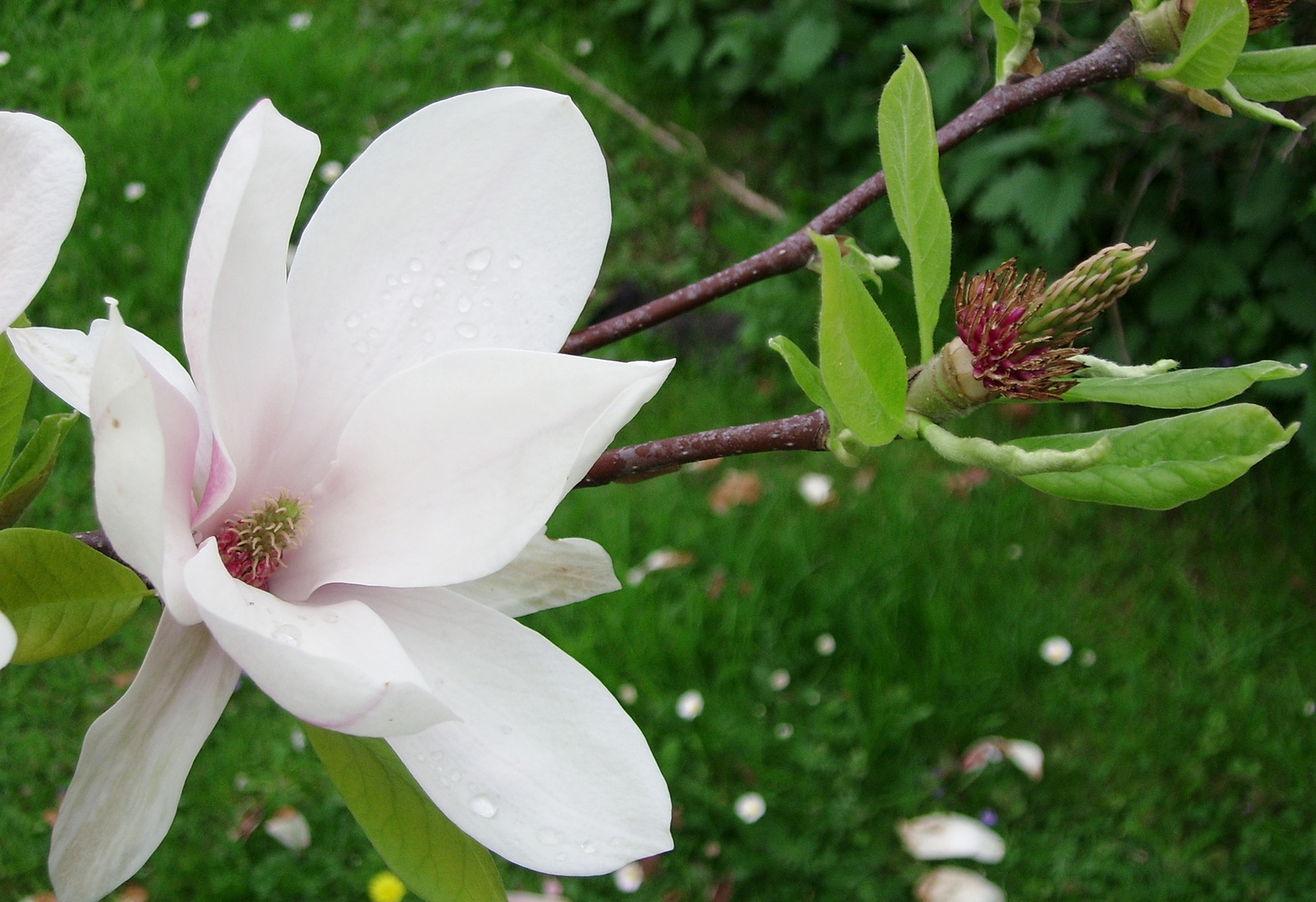 schöne Blüte,im sommer,"Magnolie" 