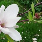 schöne Blüte,im sommer,"Magnolie" 
