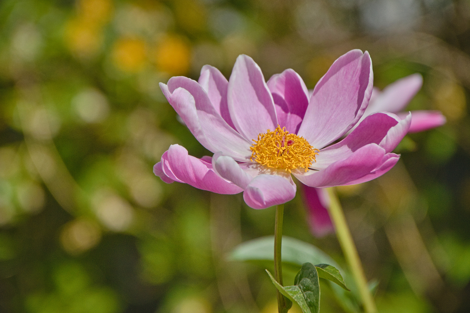 Schöne Blüten