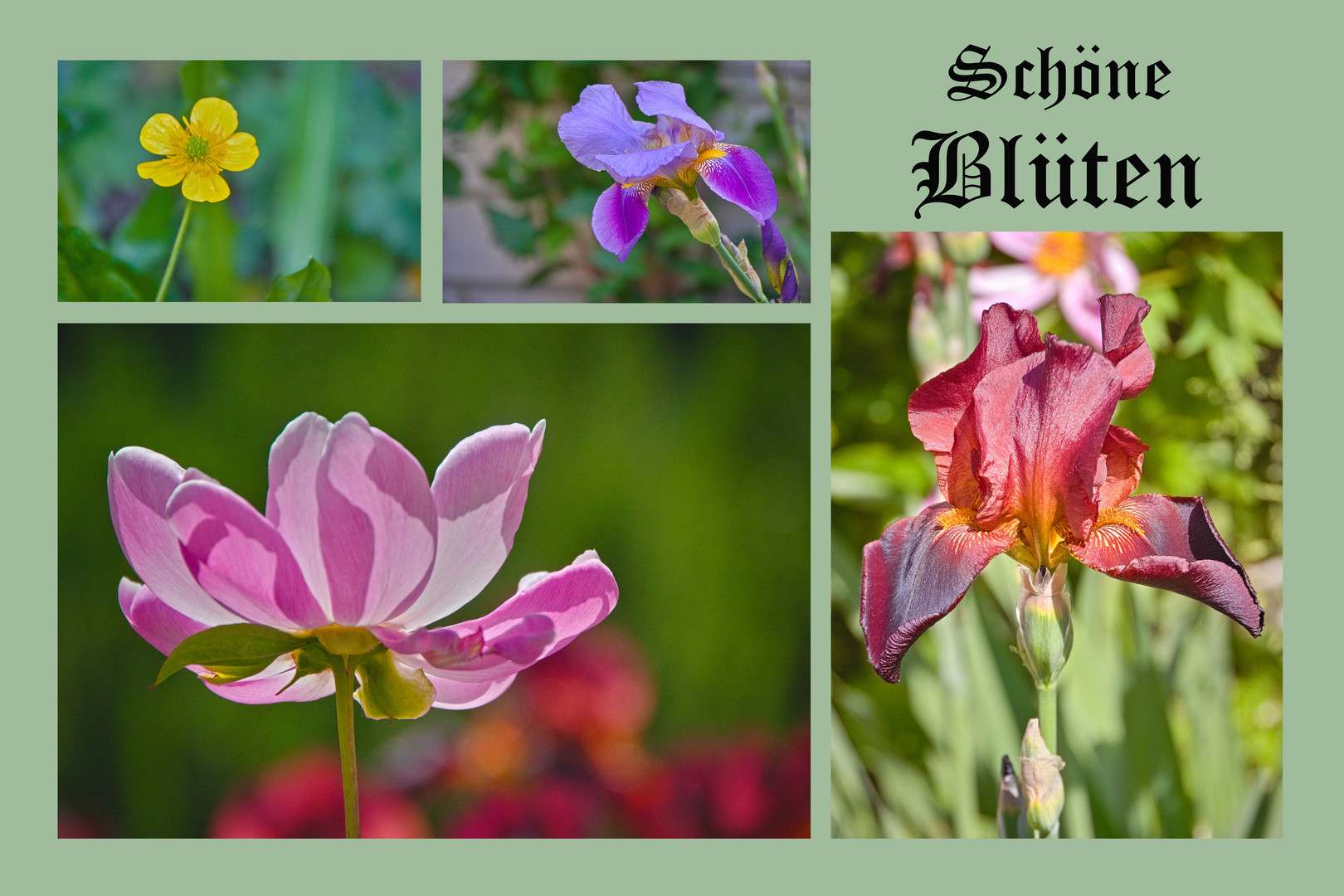 Schöne Blüten 