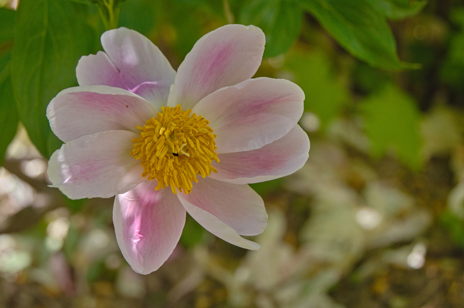 Schöne Blüten