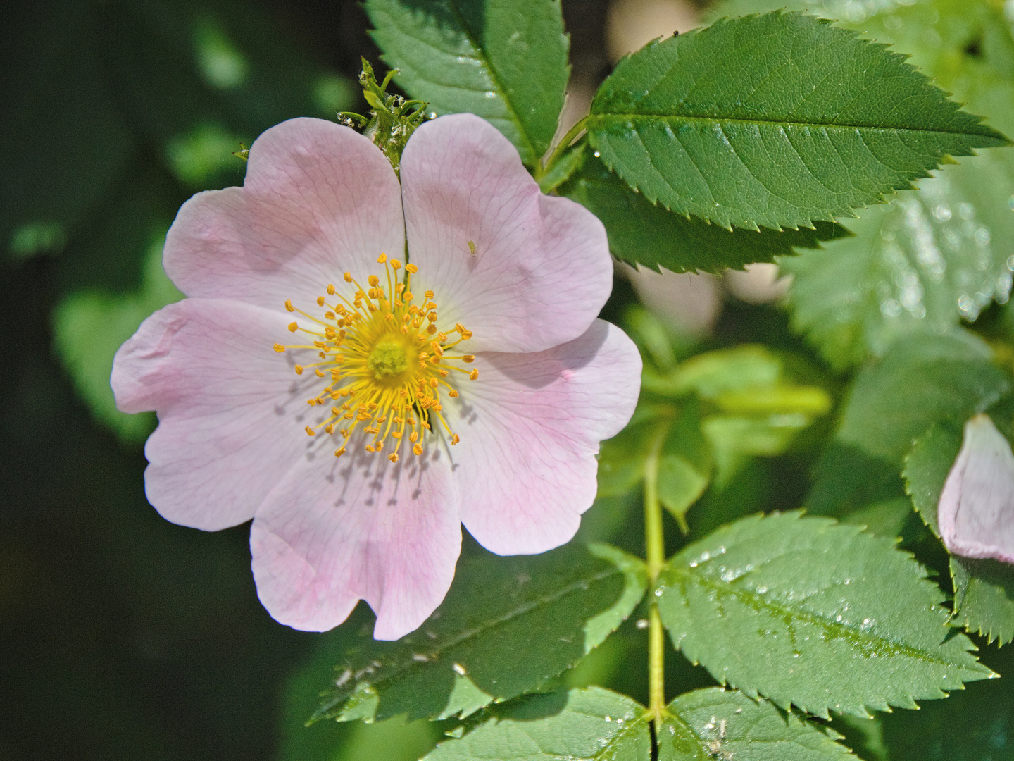 Schöne Blüten