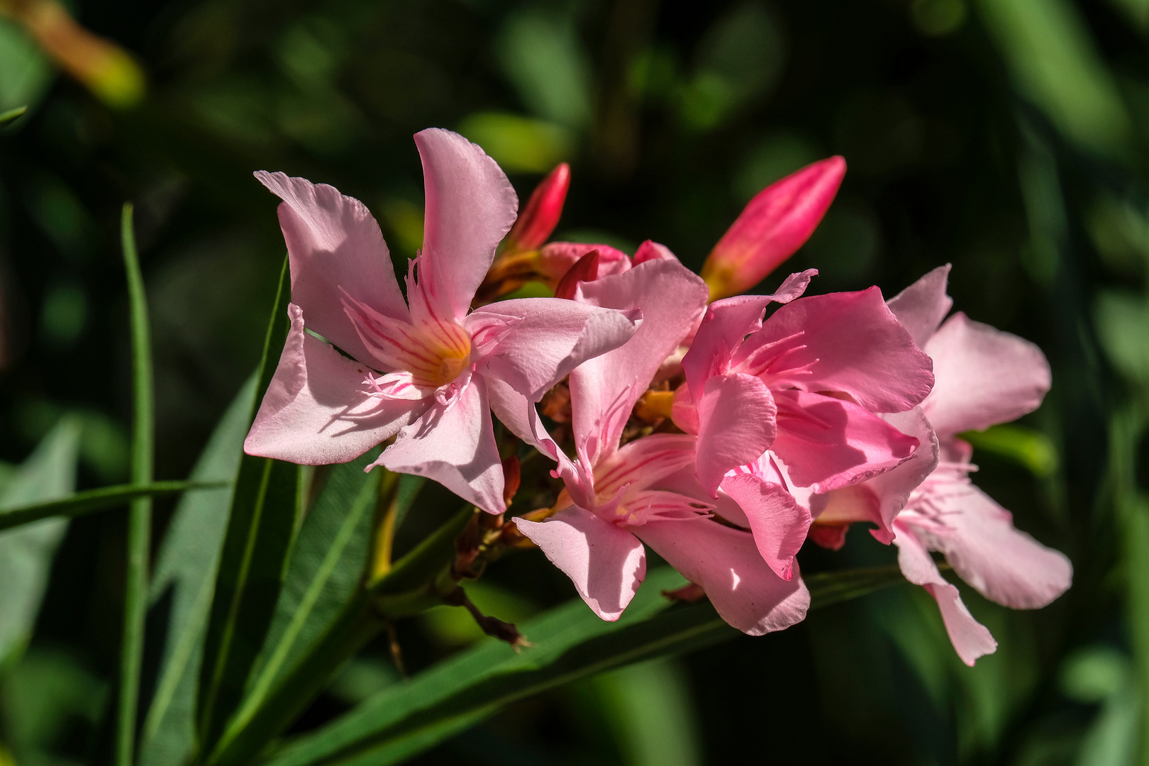 Schöne Blüten