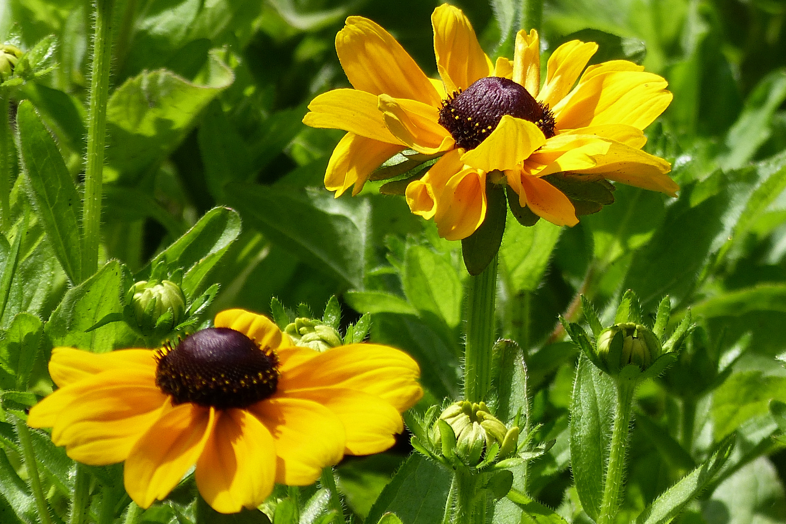 Schöne Blüten