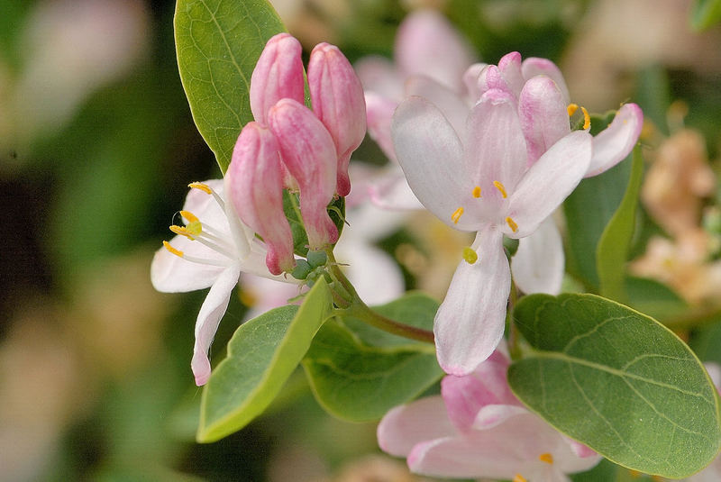 Schöne Blüten....