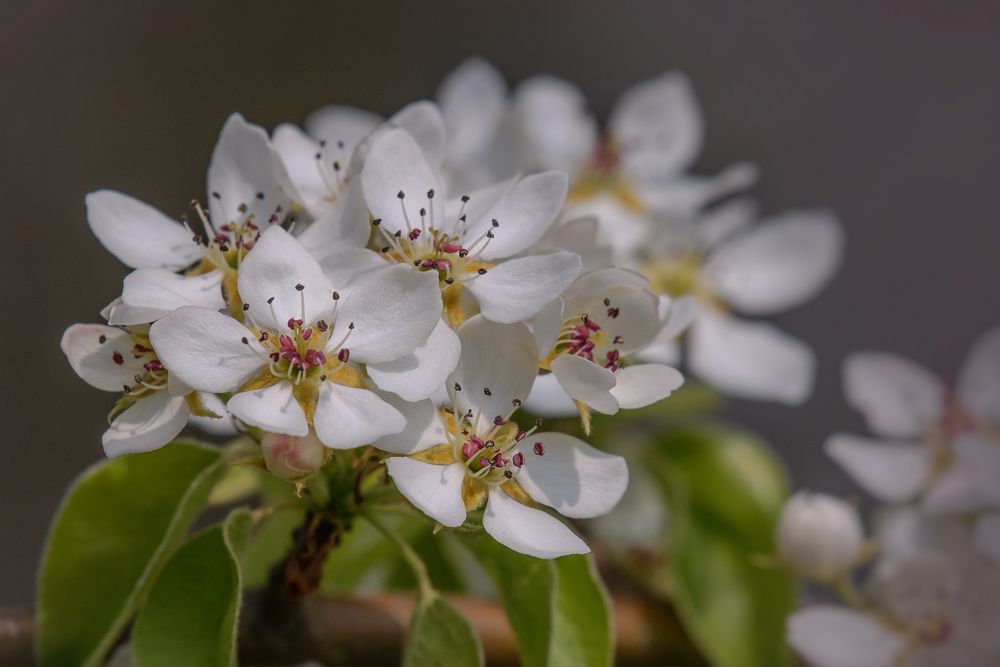 schöne Blüten