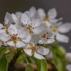 schöne Blüten