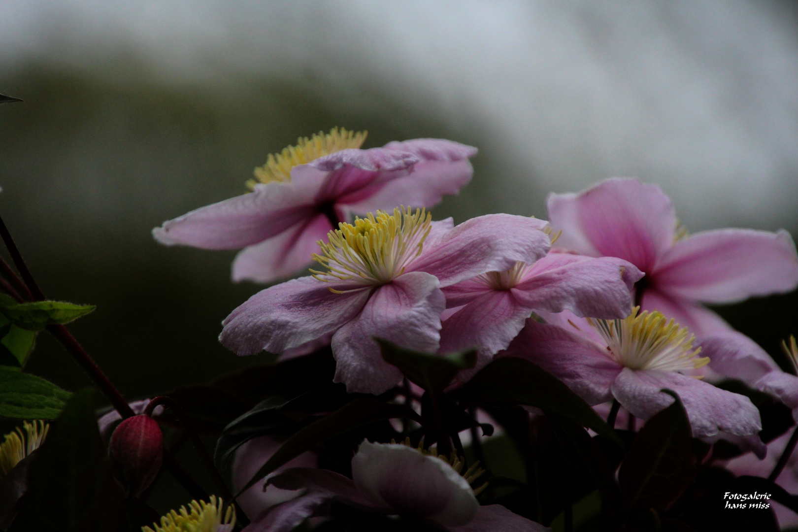 schöne Blüten