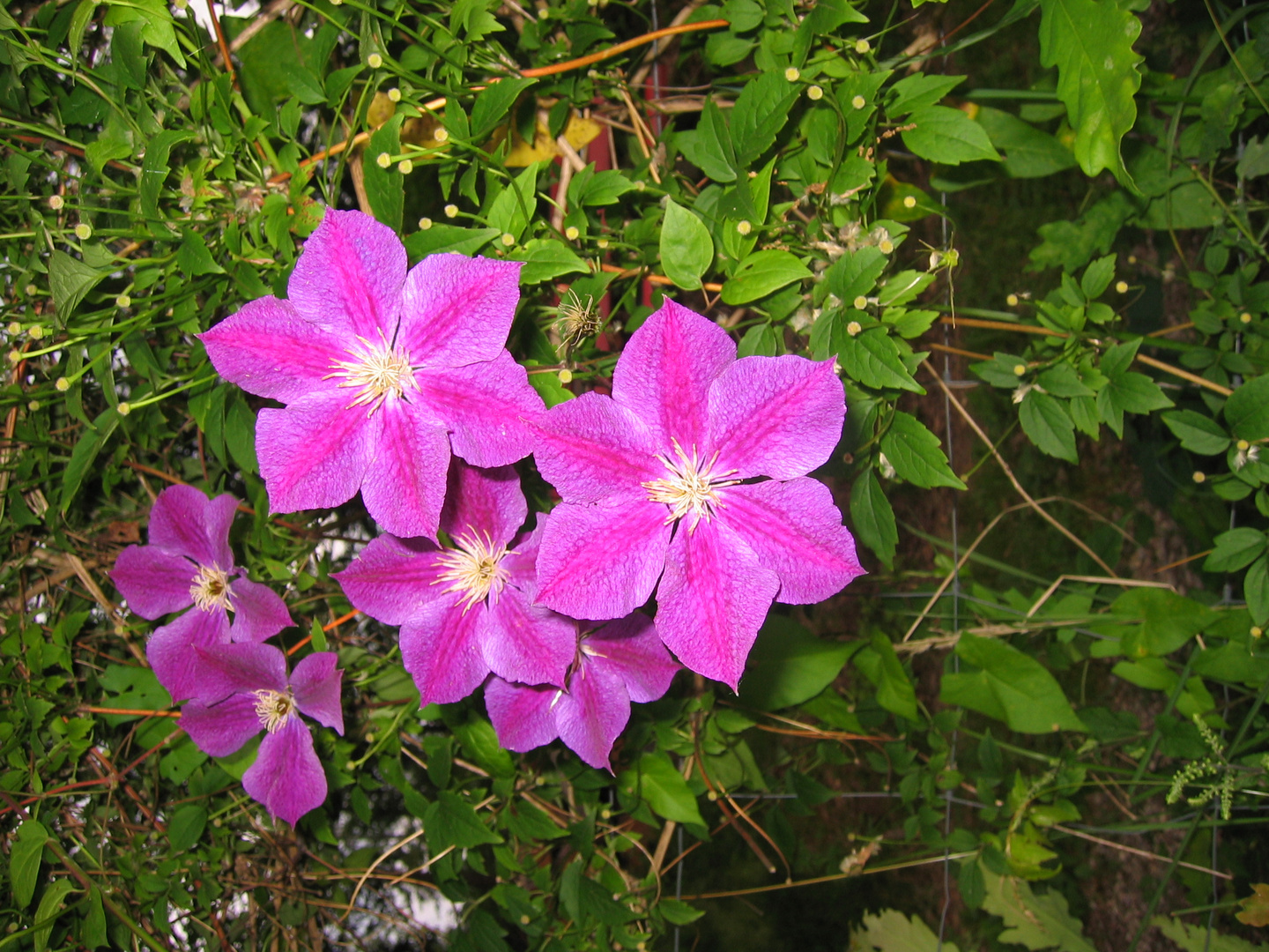 schöne Blüten