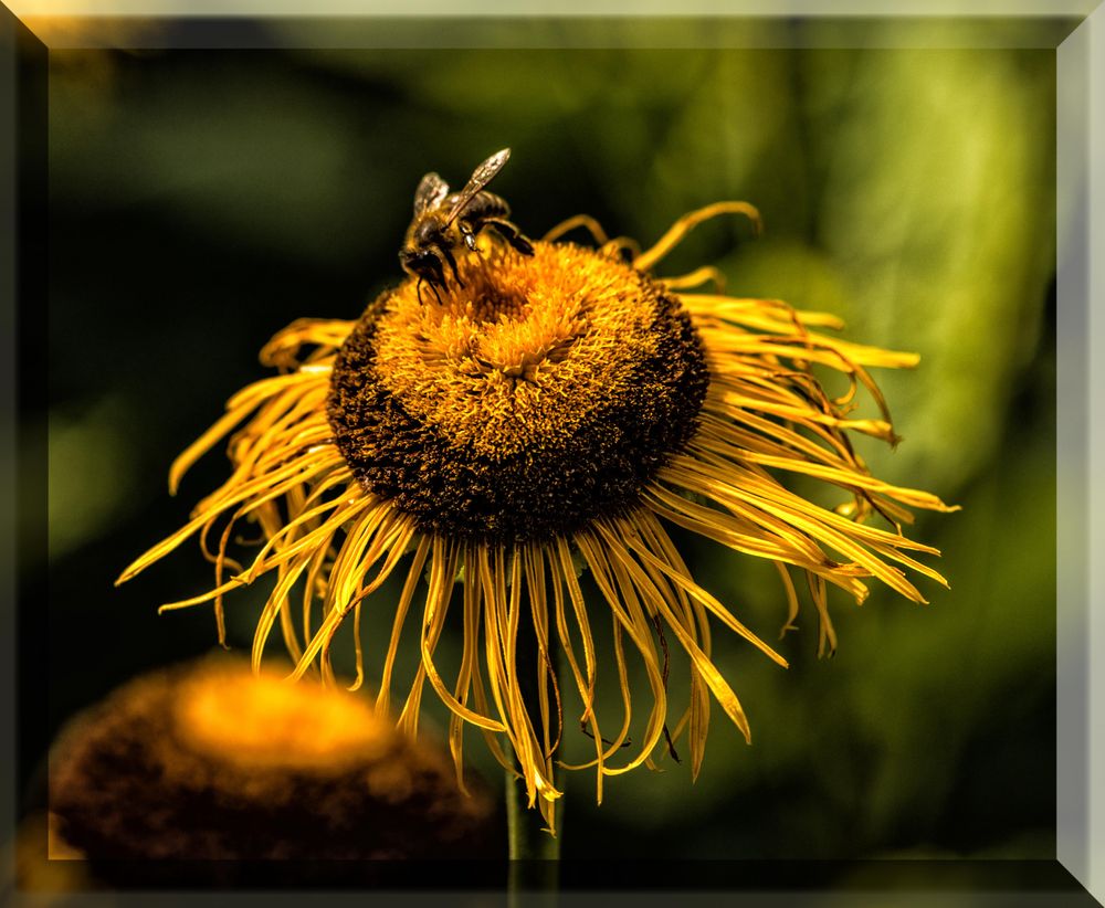 schöne Blüten