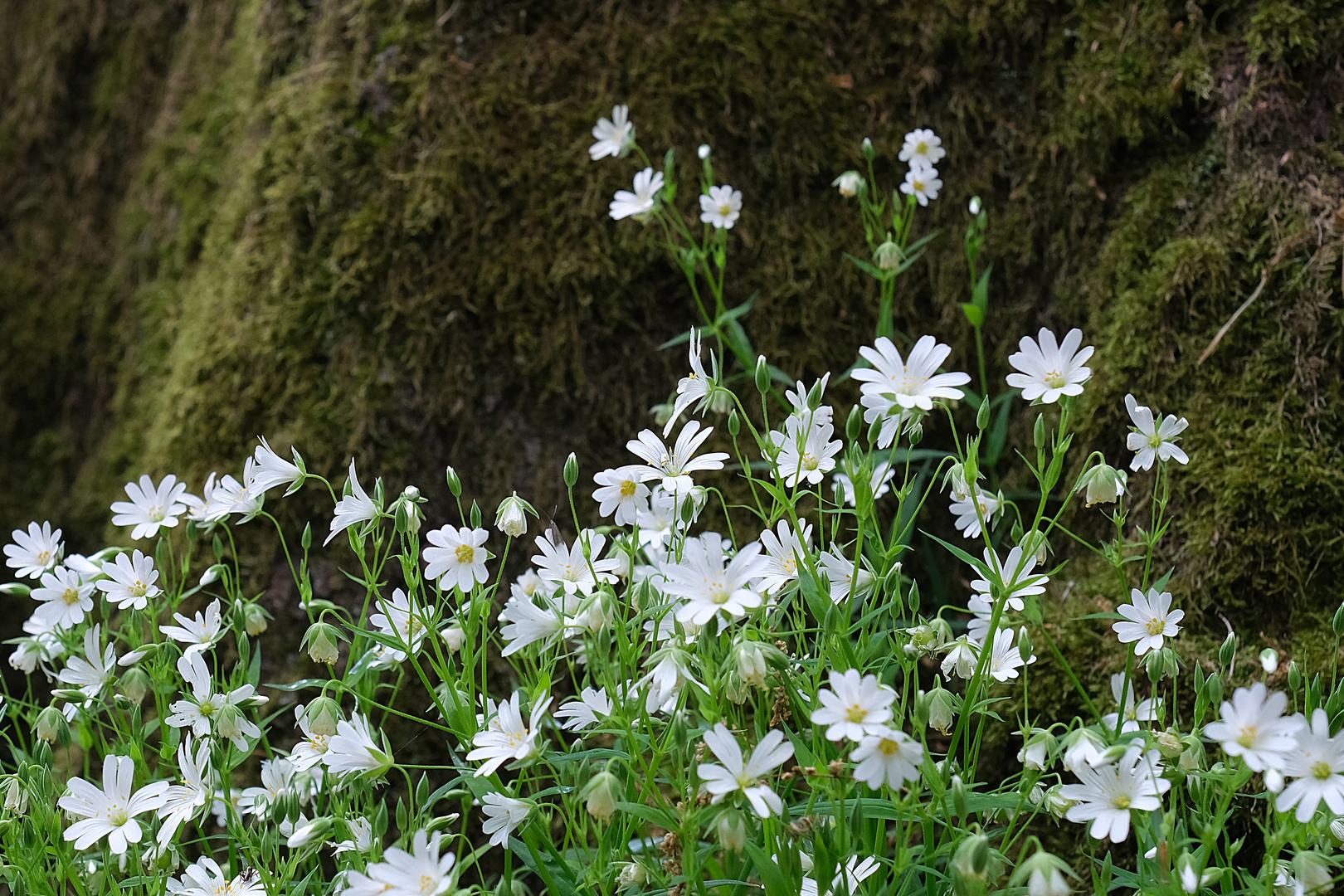 Schöne Blüten