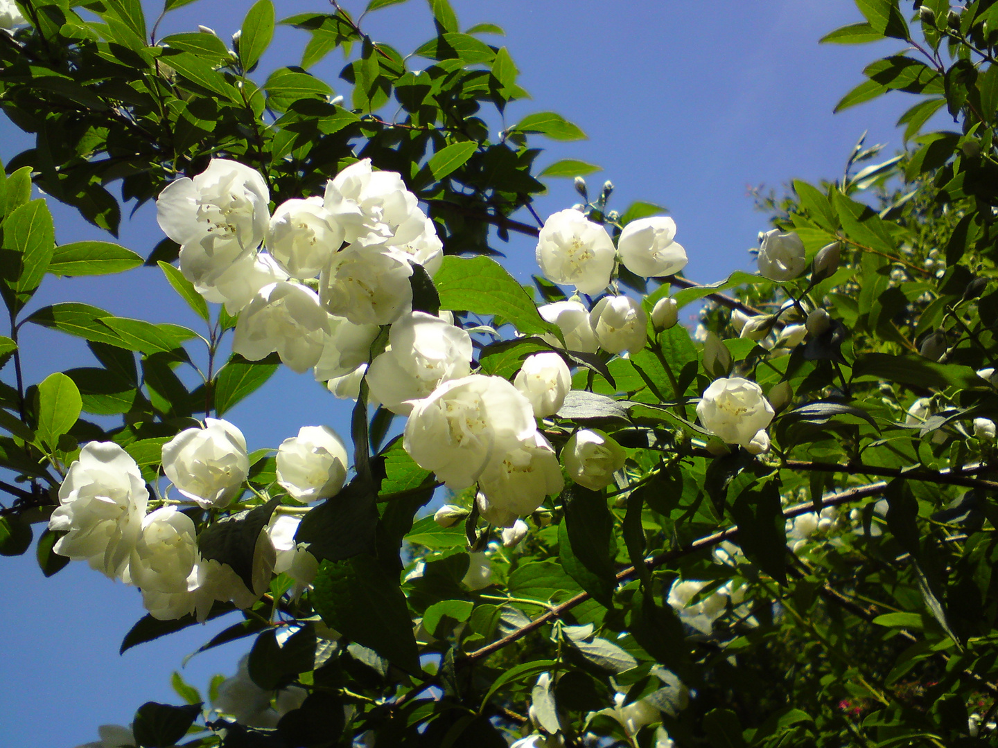 Schöne Blüten