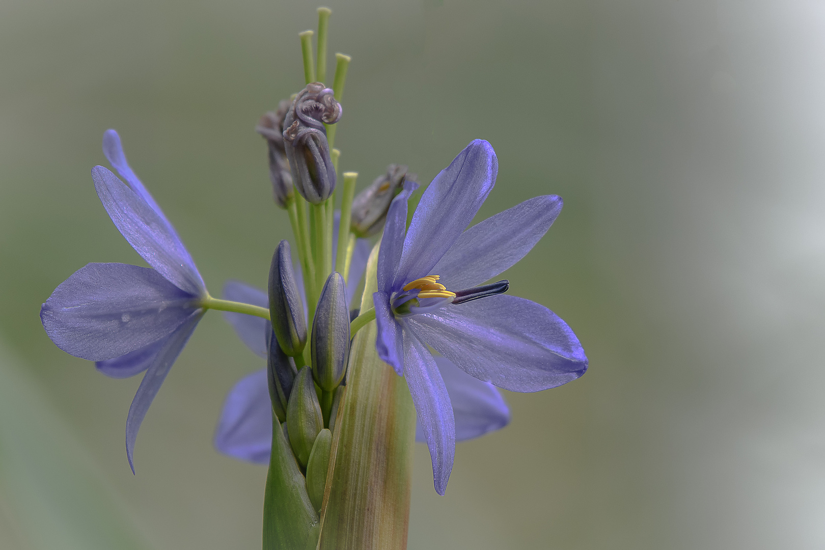 schöne Blüten