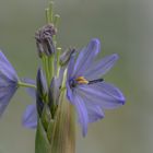 schöne Blüten