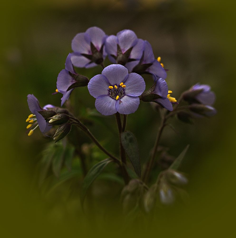 Schöne Blüten