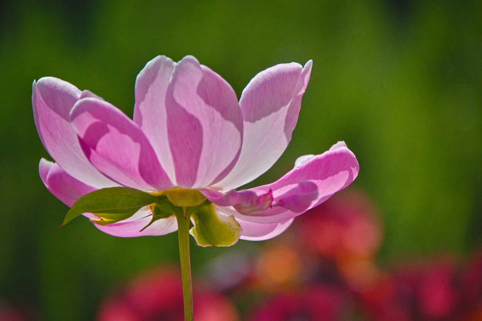 Schöne Blüten