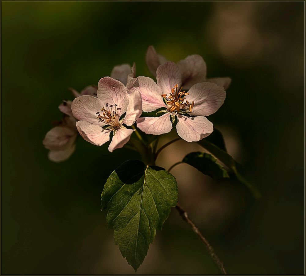 schöne Blüten