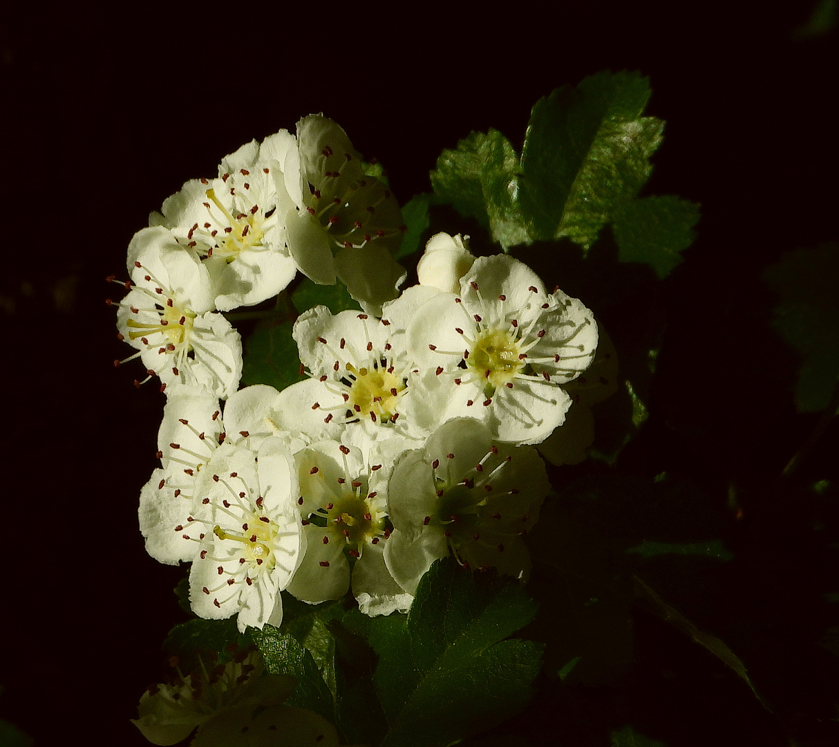 Schöne Blüten am Wilhelminenberg