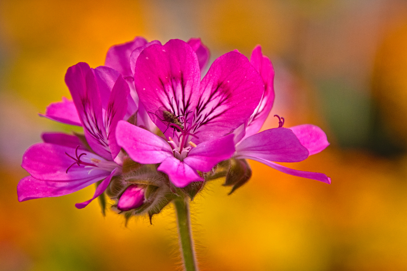Schöne Blüten aus der Gärtnerei der RFK Alzey