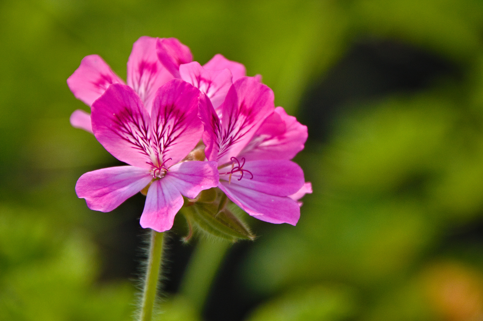 Schöne Blüten aus der Gärtnerei der RFK Alzey