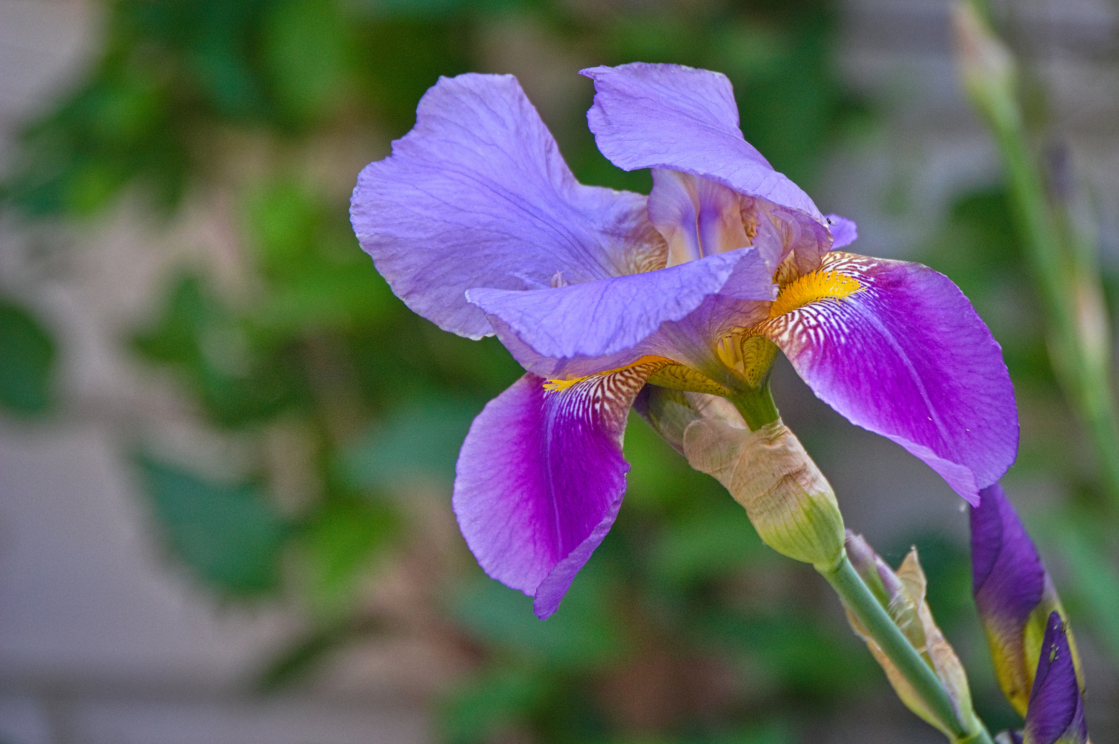 Schöne Blüten