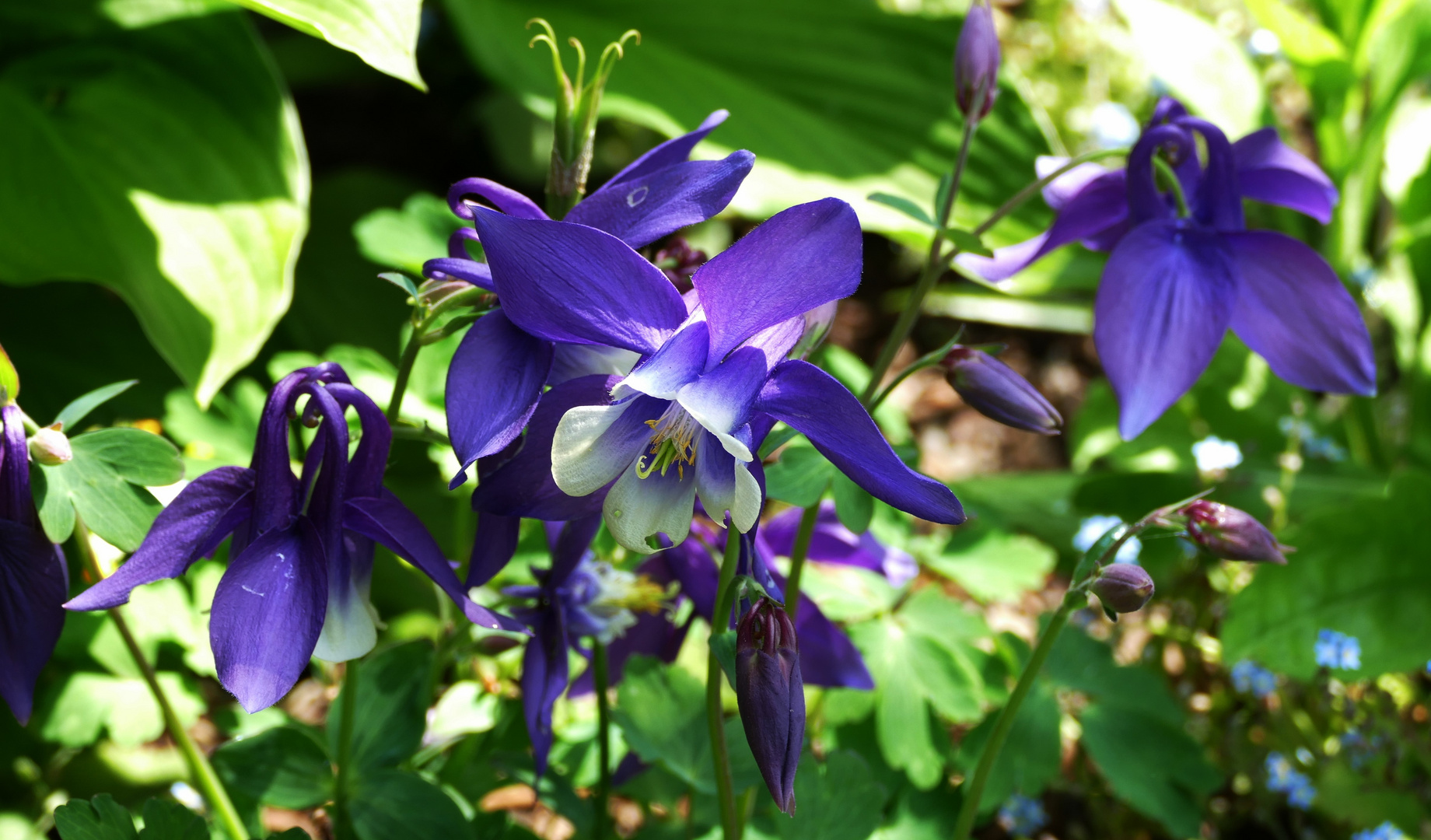 Schöne Blüten Foto &amp; Bild | natur, landschaft, pflanzen Bilder auf ...