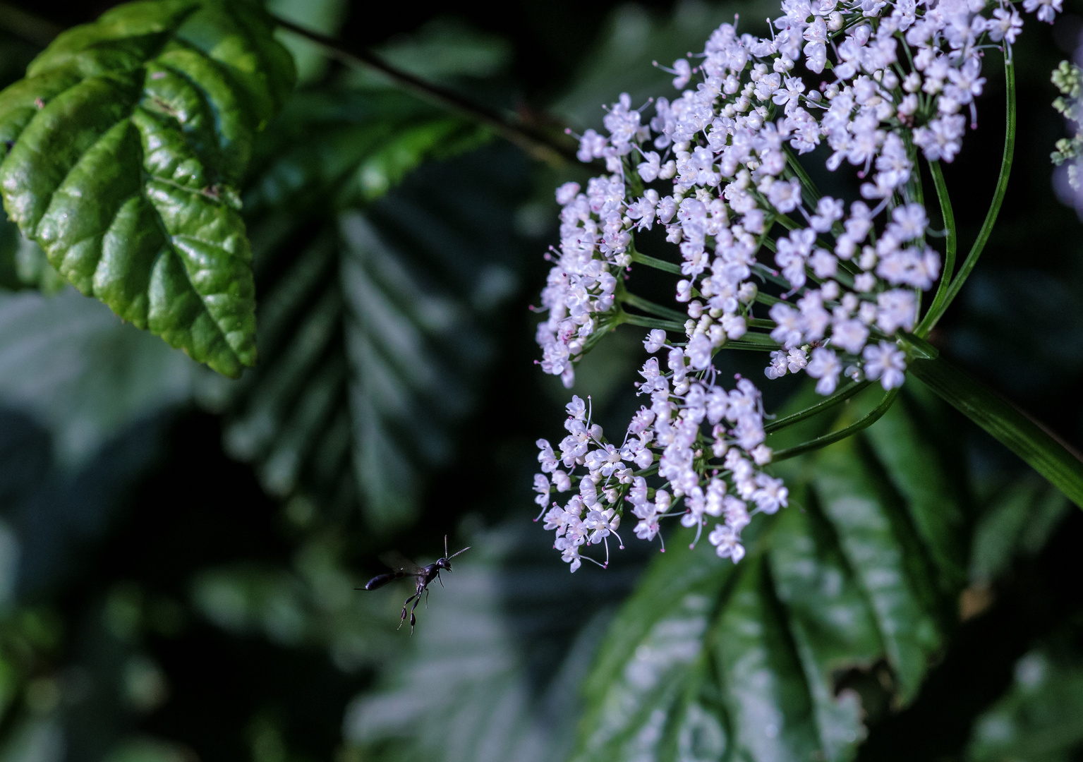 schöne Blüten...