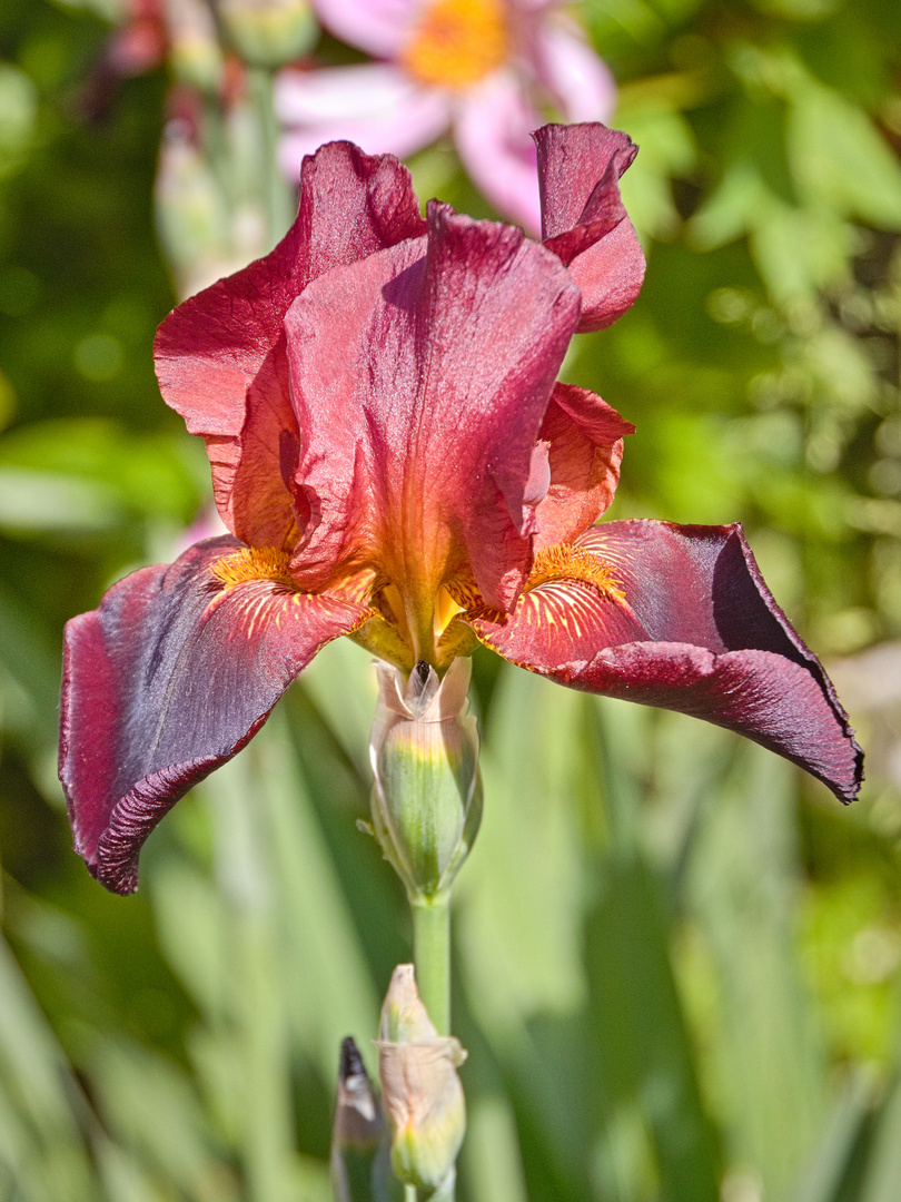 Schöne Blüten