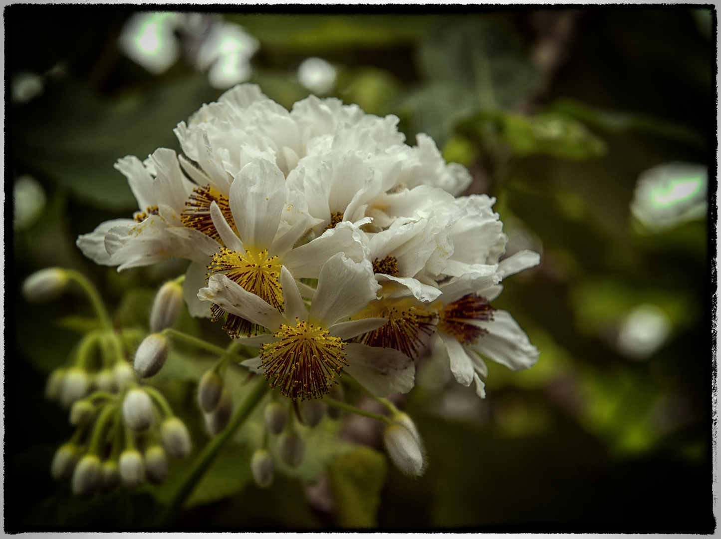 schöne Blüten im Botanischen Garten