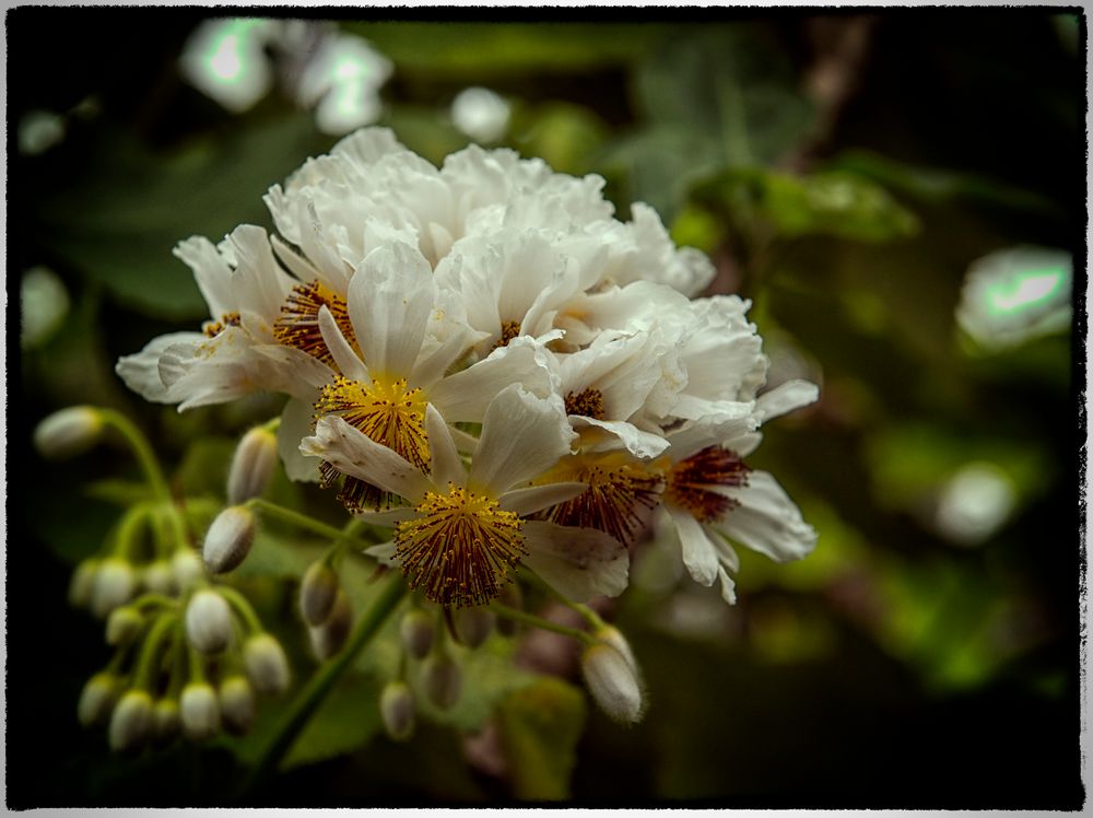 schöne Blüten im Botanischen Garten