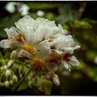 schöne Blüten im Botanischen Garten