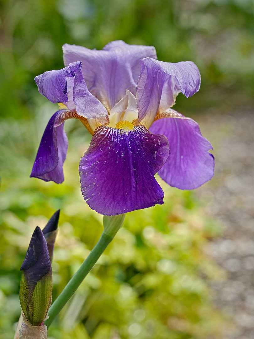 Schöne Blüten im Frühjahr