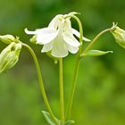 Schöne Blüten im Frühjahr