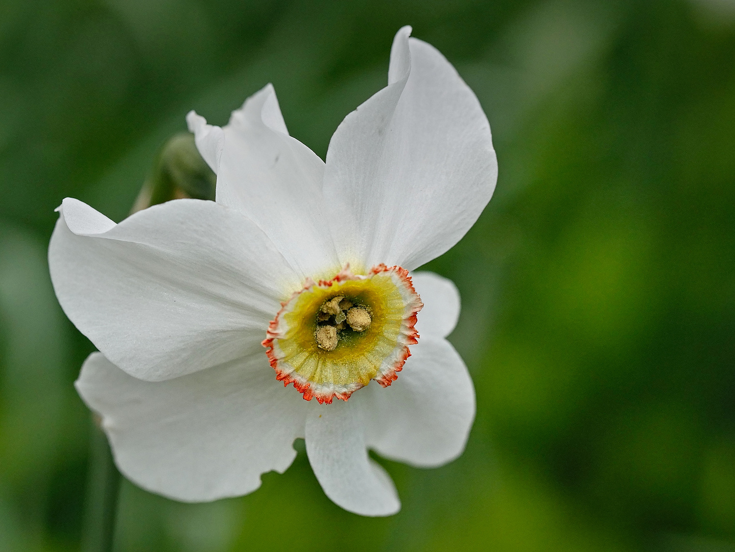 Schöne Blüten im Frühjahr