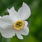 Schöne Blüten im Frühjahr