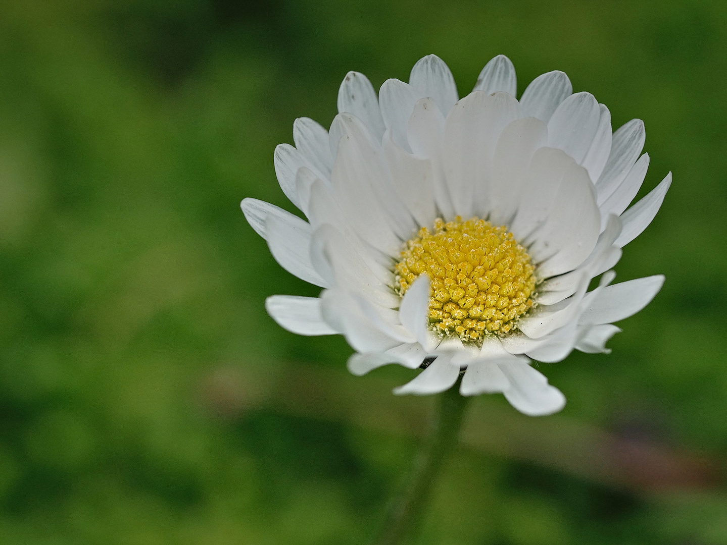 Schöne Blüten im Frühjahr