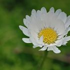 Schöne Blüten im Frühjahr