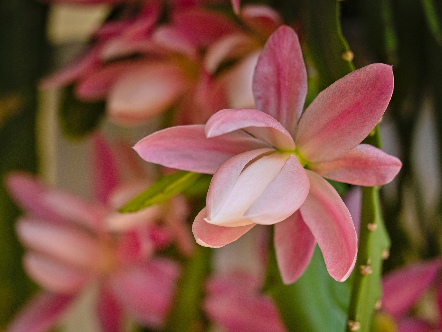 Schöne Blüten im Mai