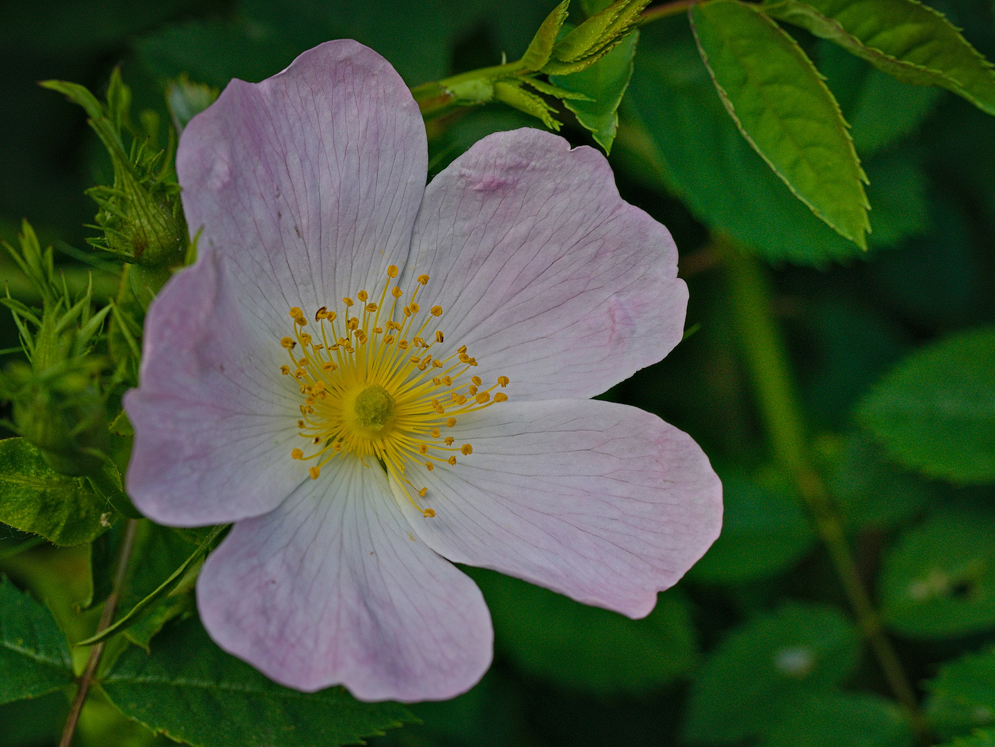 Schöne Blüten im Mai