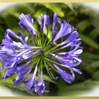 Schöne Blüten im Parque Terra Nostra